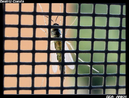 Insecto