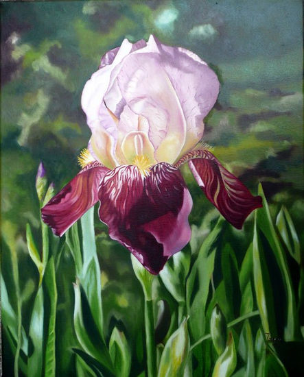 Iris Rojo Oscuro   "Red Deep Iris" Oil Canvas Floral Painting