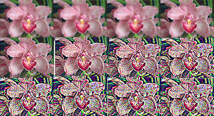 Orquídea