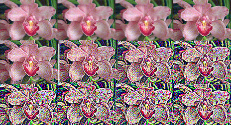 Orquídea