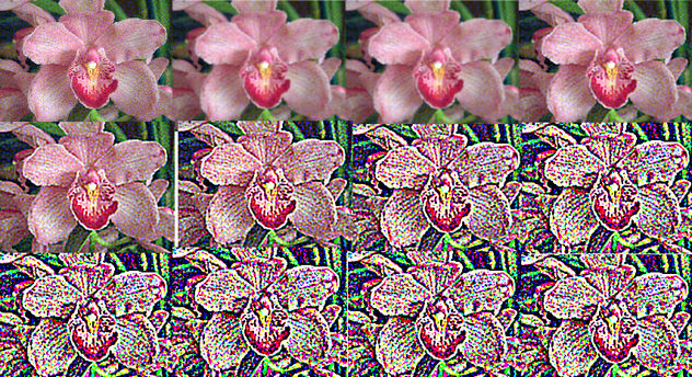 Orquídea