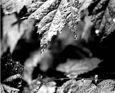 Gota Naturaleza Blanco y Negro (Química)