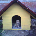 animales thumbnail 2