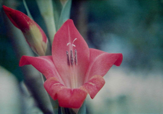 LA CREACION Naturaleza Color (Química)