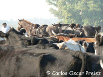 Vacas en el corral 1