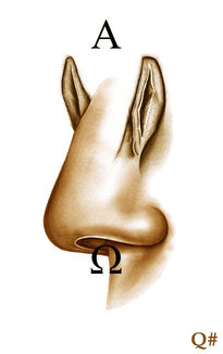 " el enolfabeto " (...