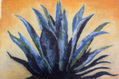 AGAVE AZUL