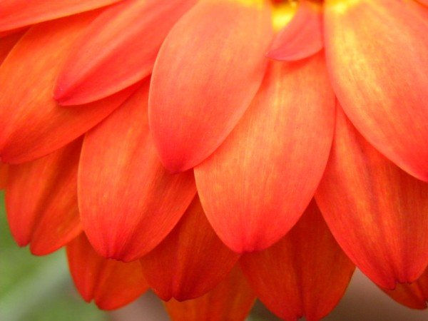 naranja 2