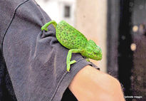 Camaleon