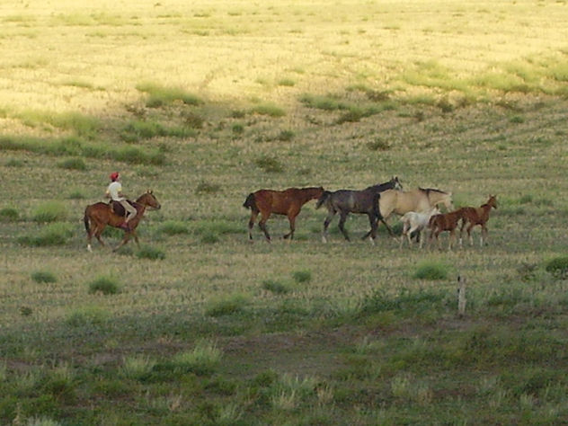 Tropilla en las sierras