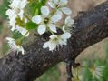 FLORES (III)