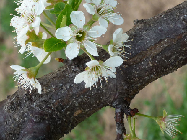 FLORES (III) 