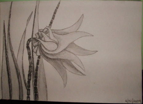 Flores