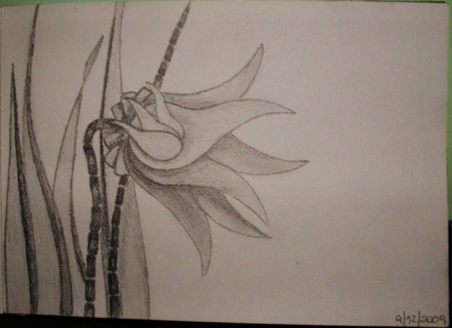 Flores Graphite