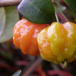 Natura thumbnail 1