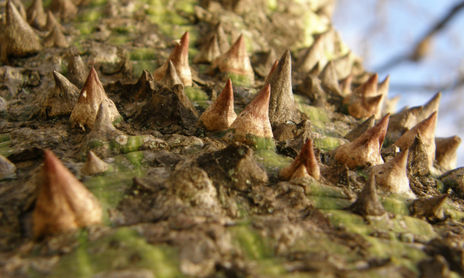 Natura