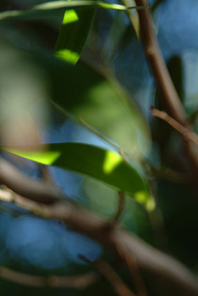 El Jardin 6493