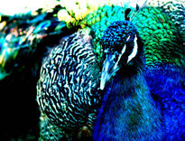 Pavo Real