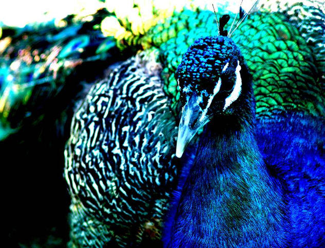 Pavo Real 