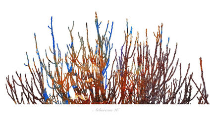 Arboreum 46