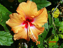 Hibiscus