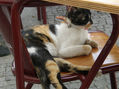 GATO PORTUGUES