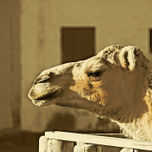 Animales thumbnail 2