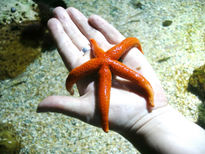 Estrella de mar