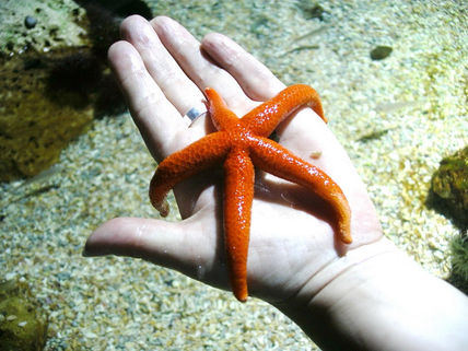 Estrella de mar