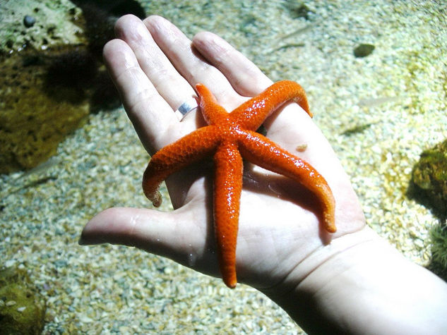 Estrella de mar 