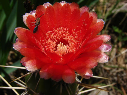 El corazon