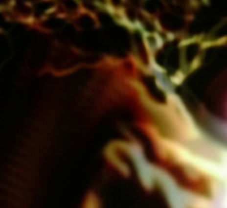 Fear