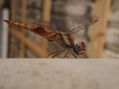 Cigarra