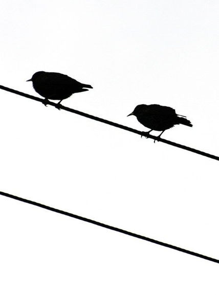 Pajaros
