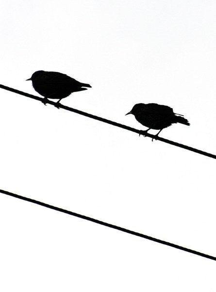 pajaros