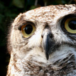 Animales thumbnail 2