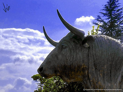Toro