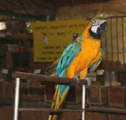 El loro