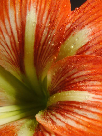 Belleza natural
