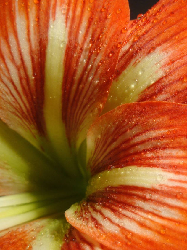 Belleza natural