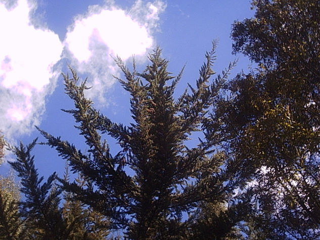 Verdes y Cielo 