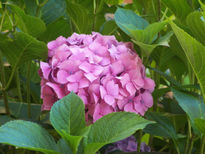 Hortensia