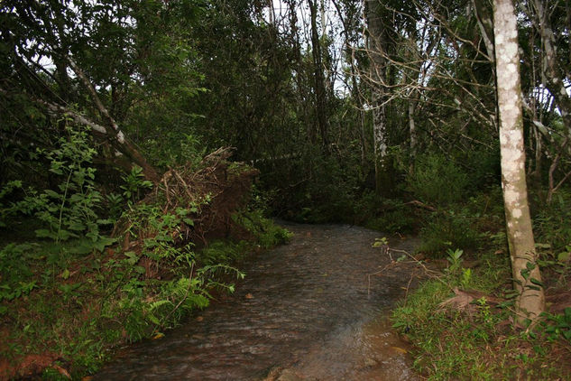 Rio en Guajaibón 