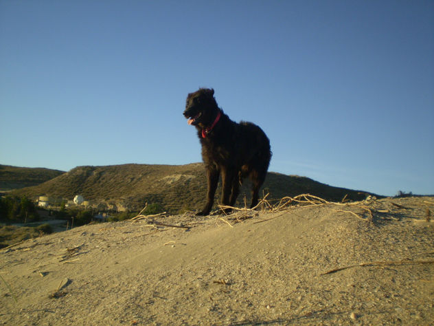 libre