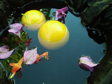 Jardin dans une...
