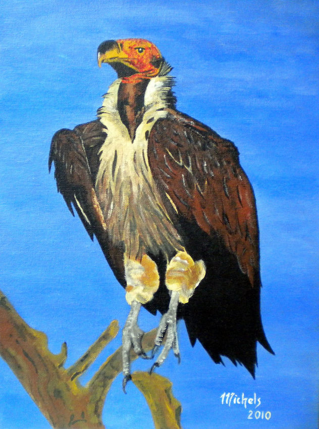 Ohrengeier (Torgos tracheliotus)