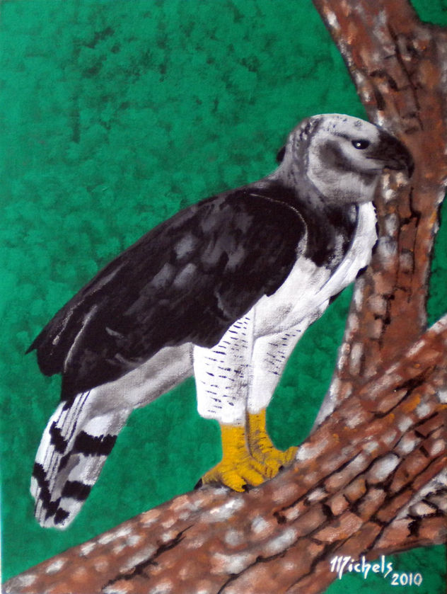 Harpyie (Harpia harpyja)