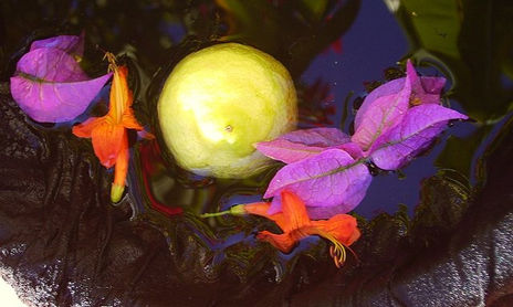 still life 2007-2010
