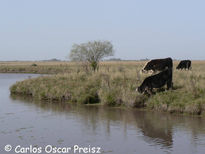 Vacas y cina- cina