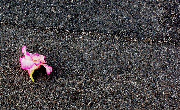 Flor na calçada de l'île Fédrum - França